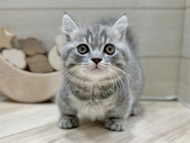 大阪府のマンチカン (ペッツファースト心斎橋本店/2025年6月16日生まれ/男の子/ブルータビー)の子猫