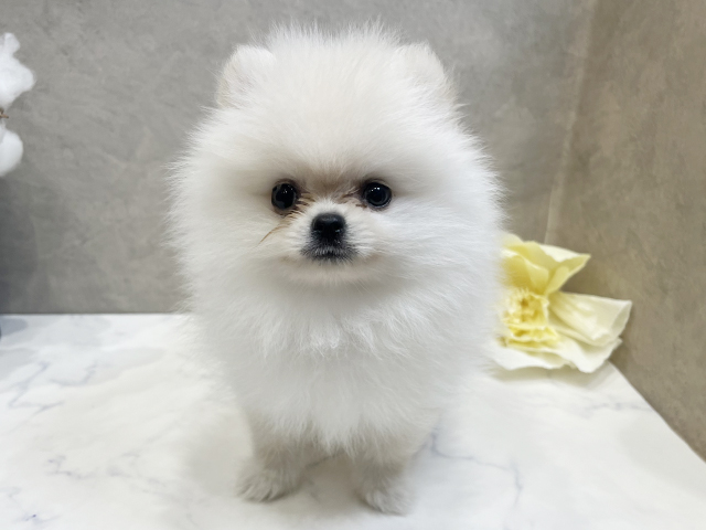 愛知県のポメラニアン (ペッツファースト名古屋栄店/2025年6月15日生まれ/男の子/クリーム)の子犬の1枚目の画像