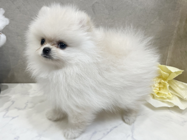愛知県のポメラニアン (ペッツファースト名古屋栄店/2025年6月15日生まれ/男の子/クリーム)の子犬の2枚目の画像