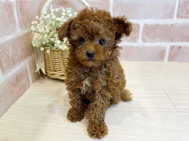 東京都のタイニープードル (ペッツファースト広尾店/2025年6月17日生まれ/男の子/レッド)の子犬