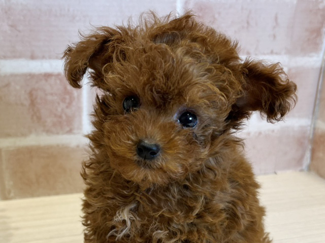 東京都のタイニープードル (ペッツファースト広尾店/2025年6月17日生まれ/男の子/レッド)の子犬の3枚目の画像