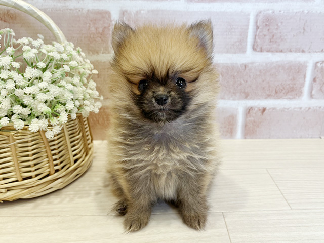 東京都のポメラニアン (ペッツファースト広尾店/2025年6月15日生まれ/男の子/オレンジ)の子犬