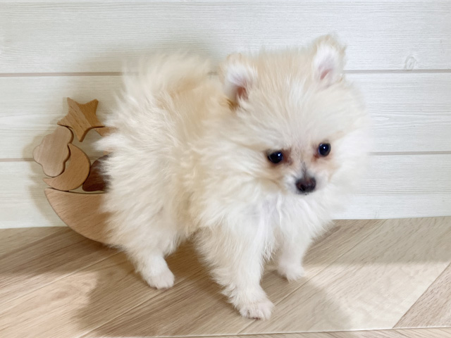鳥取県のポメラニアン (ペッツファースト日吉津店/2025年6月17日生まれ/女の子/クリーム)の子犬の2枚目の画像