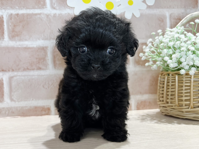 岡山県のペキプー(ペキニーズ×プードル) (ペッツファースト倉敷店/2025年6月15日生まれ/男の子/ブラック)の子犬の1枚目の画像