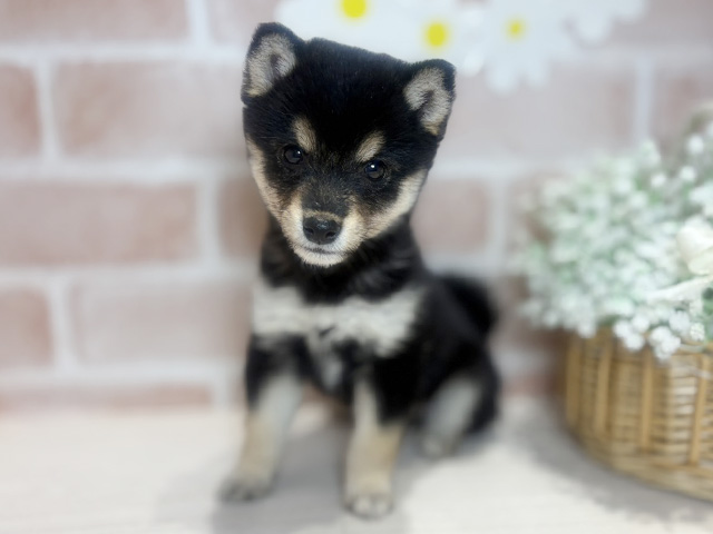 岡山県の豆柴 (ペッツファースト倉敷店/2025年6月10日生まれ/女の子/黒)の子犬の1枚目の画像