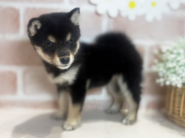 岡山県の豆柴 (ペッツファースト倉敷店/2025年6月10日生まれ/女の子/黒)の子犬の2枚目の画像