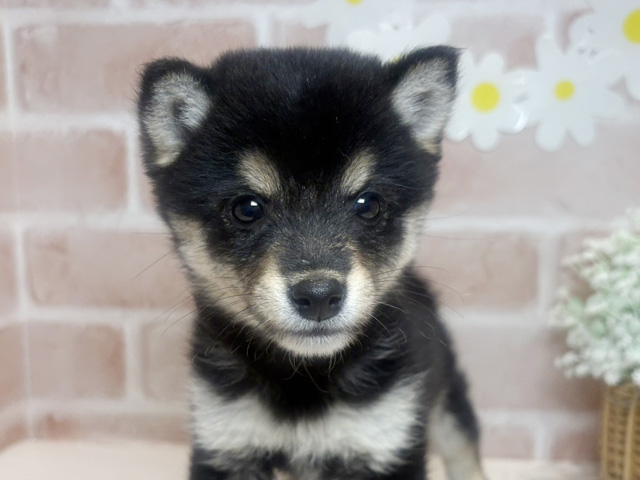 岡山県の豆柴 (ペッツファースト倉敷店/2025年6月10日生まれ/女の子/黒)の子犬の3枚目の画像