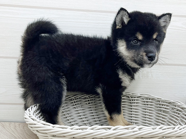 東京都の豆柴 (ペッツファースト渋谷店/2025年6月10日生まれ/女の子/黒)の子犬の2枚目の画像