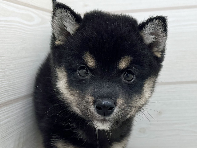 東京都の豆柴 (ペッツファースト渋谷店/2025年6月10日生まれ/女の子/黒)の子犬の3枚目の画像