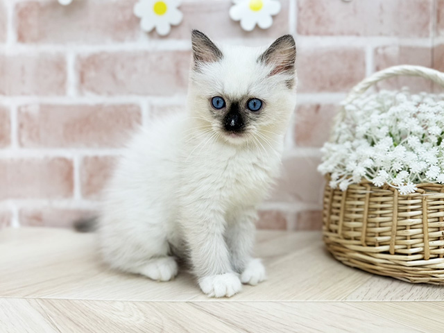 東京都のラグドール (ペッツファーストfor cats武蔵小山店/2025年6月15日生まれ/女の子/シールポイントミテッド)の子猫の1枚目の画像