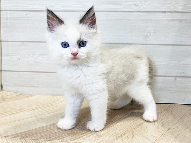 神奈川県のラグドール (ペッツファースト川崎店/2025年6月15日生まれ/男の子/シールポイントバイカラー)の子猫の2枚目の画像