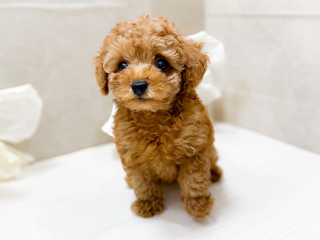 東京都のタイニープードル (ペッツファースト恵比寿店/2025年6月17日生まれ/男の子/レッド)の子犬の1枚目の画像