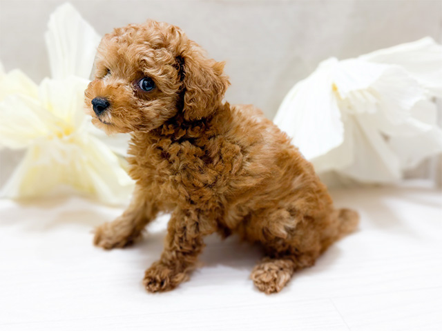 東京都のタイニープードル (ペッツファースト恵比寿店/2025年6月17日生まれ/男の子/レッド)の子犬の2枚目の画像