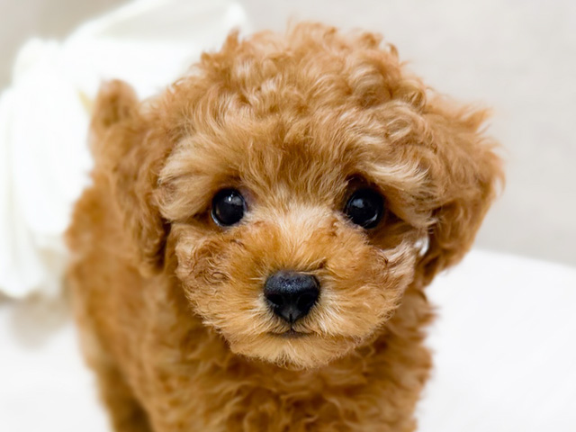 東京都のタイニープードル (ペッツファースト恵比寿店/2025年6月17日生まれ/男の子/レッド)の子犬の3枚目の画像