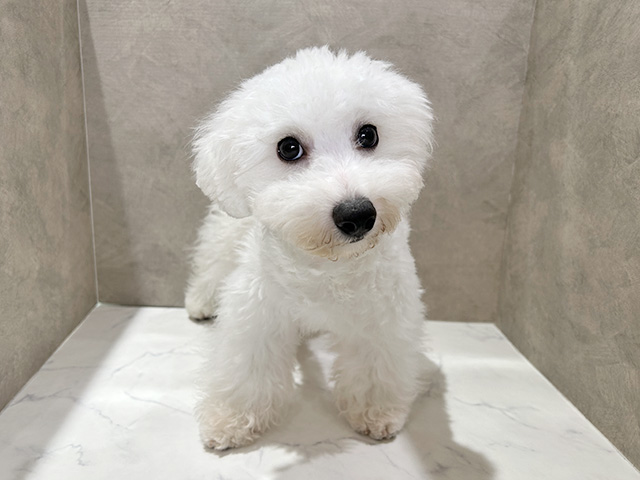 秋田県のビションフリーゼ (ペッツファースト秋田店/2025年5月30日生まれ/男の子/ホワイト)の子犬