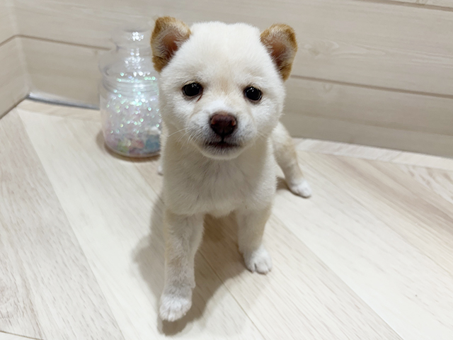 大阪府の豆柴 (ペッツファーストららぽーと門真店/2025年6月14日生まれ/女の子/白)の子犬の1枚目の画像