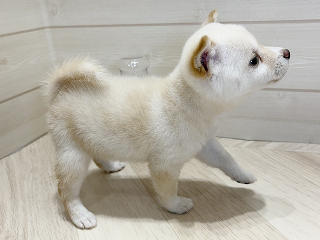 大阪府の豆柴 (ペッツファーストららぽーと門真店/2025年6月14日生まれ/女の子/白)の子犬の2枚目の画像