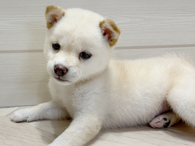 大阪府の豆柴 (ペッツファーストららぽーと門真店/2025年6月14日生まれ/女の子/白)の子犬の3枚目の画像