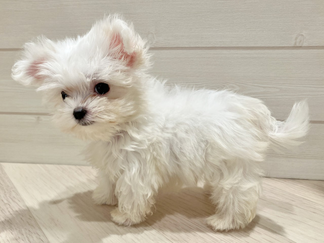 東京都のマルチーズ (ペッツファースト豊洲店/2025年6月18日生まれ/男の子/ホワイト)の子犬の2枚目の画像