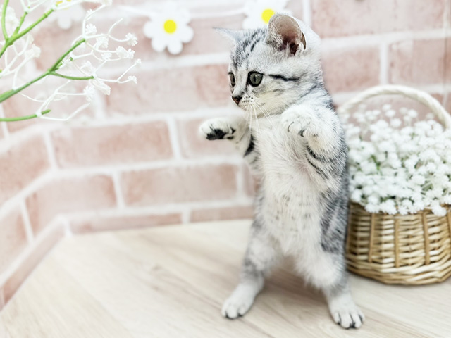 東京都のアメリカンショートヘアー (ペッツファーストfor cats武蔵小山店/2025年6月18日生まれ/女の子/シルバータビー)の子猫の3枚目の画像