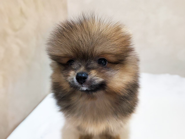東京都のポメラニアン (ペッツファースト中野店/2025年6月18日生まれ/男の子/オレンジセーブル)の子犬の3枚目の画像