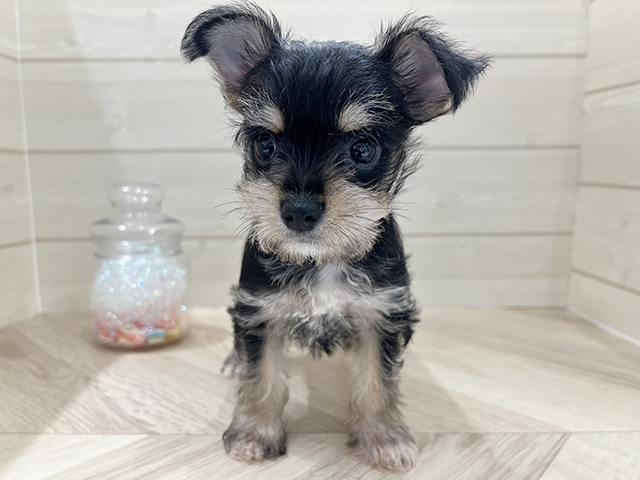 京都府のハーフ犬・ミックス犬 (ペッツファースト京都四条河原町店/2025年6月17日生まれ/女の子/ブラックシルバー)の子犬の1枚目の画像