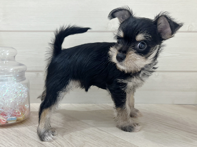 京都府のハーフ犬・ミックス犬 (ペッツファースト京都四条河原町店/2025年6月17日生まれ/女の子/ブラックシルバー)の子犬の2枚目の画像