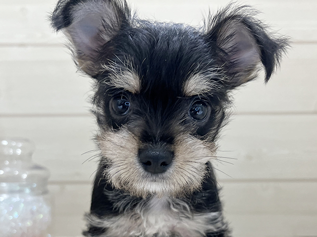 京都府のハーフ犬・ミックス犬 (ペッツファースト京都四条河原町店/2025年6月17日生まれ/女の子/ブラックシルバー)の子犬の3枚目の画像