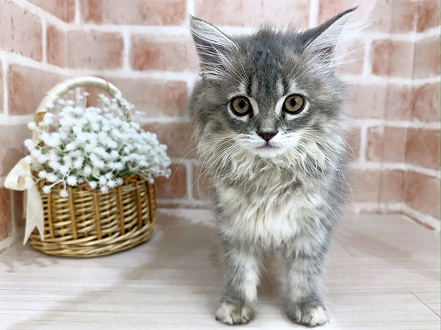 神奈川県のサイベリアン (ペッツファーストfor cats横浜元町店/2025年6月16日生まれ/女の子/ブルーパッチドタビー)の子猫の1枚目の画像