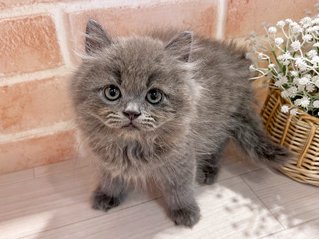 東京都のラガマフィン (ペッツファースト町田店/2025年6月19日生まれ/男の子/ブルー)の子猫の1枚目の画像