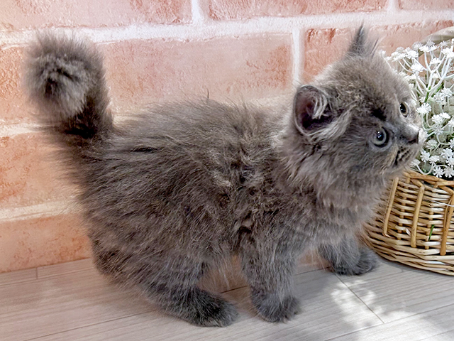 東京都のラガマフィン (ペッツファースト町田店/2025年6月19日生まれ/男の子/ブルー)の子猫の2枚目の画像