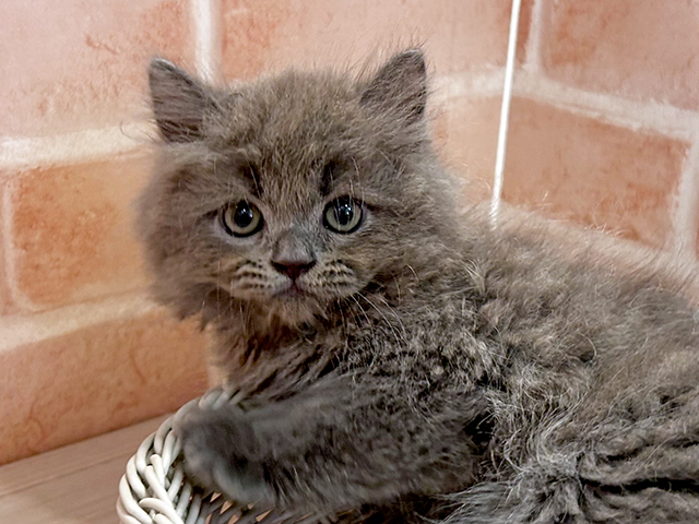 東京都のラガマフィン (ペッツファースト町田店/2025年6月19日生まれ/男の子/ブルー)の子猫の3枚目の画像