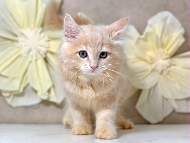 東京都のサイベリアン (ペッツファースト原宿店/2025年6月17日生まれ/男の子/クリームタビー)の子猫の1枚目の画像