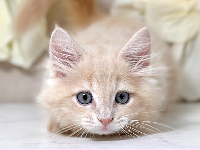 東京都のサイベリアン (ペッツファースト原宿店/2025年6月17日生まれ/男の子/クリームタビー)の子猫の3枚目の画像