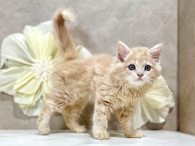 東京都のサイベリアン (ペッツファースト原宿店/2025年6月17日生まれ/男の子/クリームタビー)の子猫の2枚目の画像