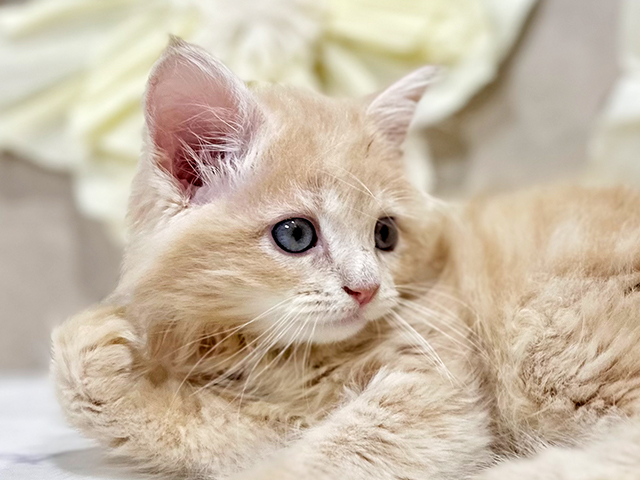 東京都のサイベリアン (ペッツファースト原宿店/2025年6月17日生まれ/男の子/クリームタビー)の子猫の3枚目の画像