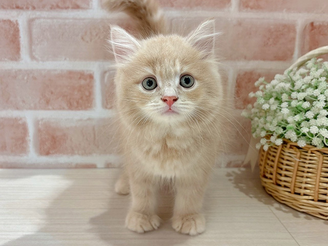 東京都のサイベリアン (ペッツファースト自由が丘店/2025年6月19日生まれ/男の子/クリームタビー)の子猫の1枚目の画像