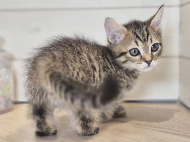 神奈川県のマンチカン (ペッツファースト川崎店/2025年6月19日生まれ/男の子/ブラウンタビー)の子猫の3枚目の画像
