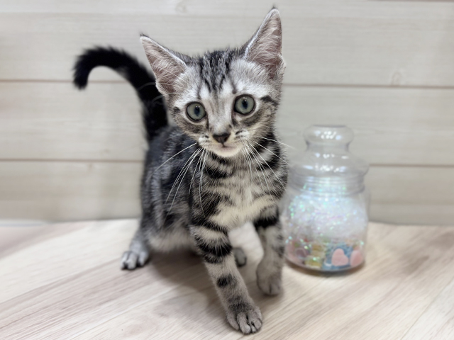 アメリカンショートヘアー, 性別 男の子, 誕生日 2025/06/19, 毛色 シルバータビー, 出身 京都府, 店舗 ららぽーと門真店(大阪府), お問い合わせ番号 2552280