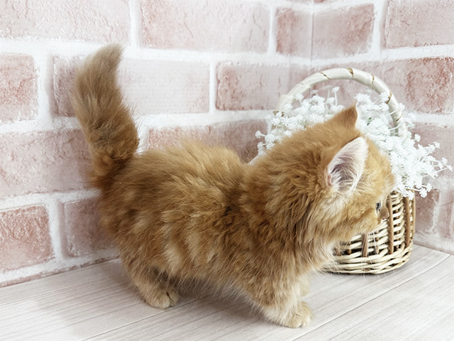 神奈川県のマンチカン (ペッツファーストfor cats横浜元町店/2025年6月20日生まれ/女の子/レッドタビー)の子猫の2枚目の画像