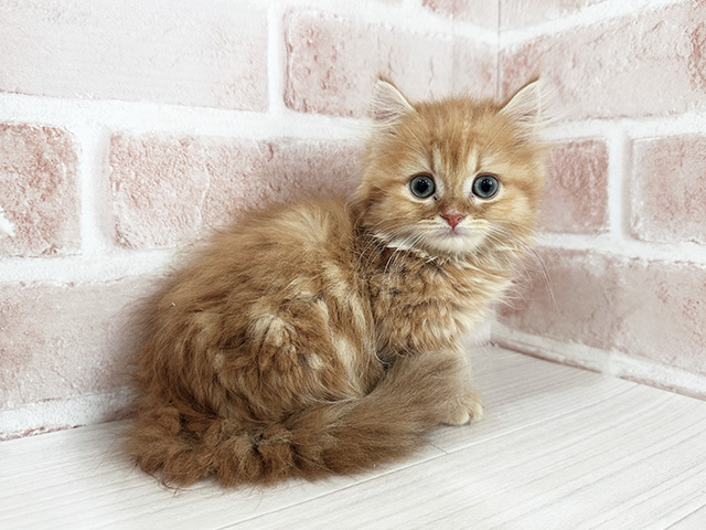 神奈川県のマンチカン (ペッツファーストfor cats横浜元町店/2025年6月20日生まれ/女の子/レッドタビー)の子猫の3枚目の画像