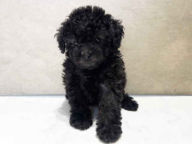 東京都のタイニープードル (ペッツファースト神楽坂店/2025年6月20日生まれ/男の子/シルバー)の子犬の1枚目の画像