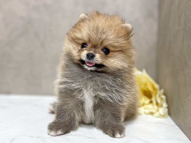 東京都のポメラニアン (ペッツファースト池袋店/2025年6月20日生まれ/女の子/オレンジ)の子犬の1枚目の画像