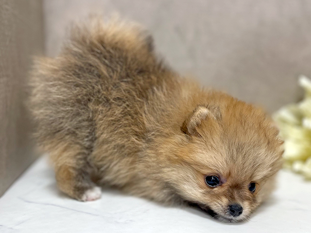 東京都のポメラニアン (ペッツファースト池袋店/2025年6月20日生まれ/女の子/オレンジ)の子犬の3枚目の画像