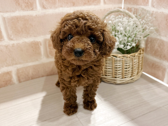 東京都のトイプードル(トイ) (ペッツファースト町田店/2025年6月23日生まれ/男の子/レッド)の子犬の1枚目の画像