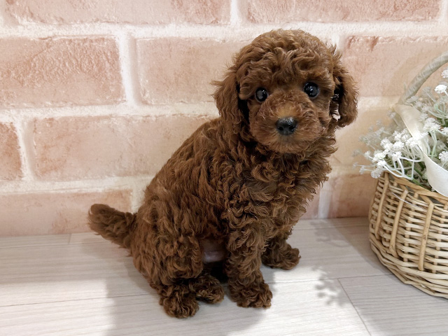 東京都のトイプードル(トイ) (ペッツファースト町田店/2025年6月23日生まれ/男の子/レッド)の子犬の2枚目の画像