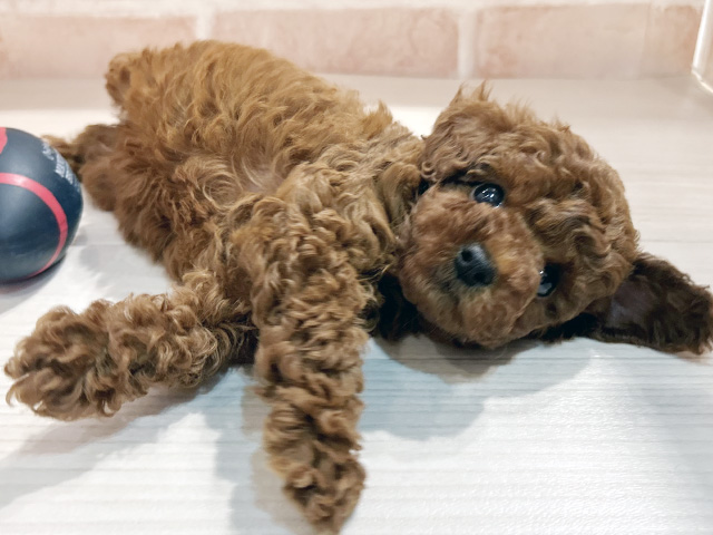 東京都のトイプードル(トイ) (ペッツファースト町田店/2025年6月23日生まれ/男の子/レッド)の子犬の3枚目の画像