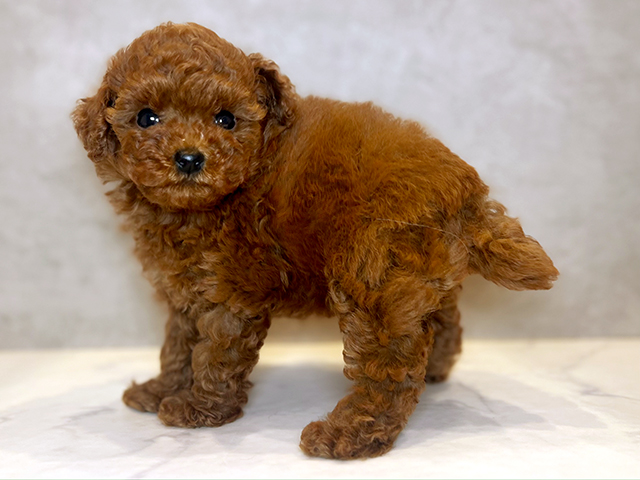 東京都のタイニープードル (ペッツファースト青山店/2025年6月23日生まれ/女の子/レッド)の子犬の2枚目の画像