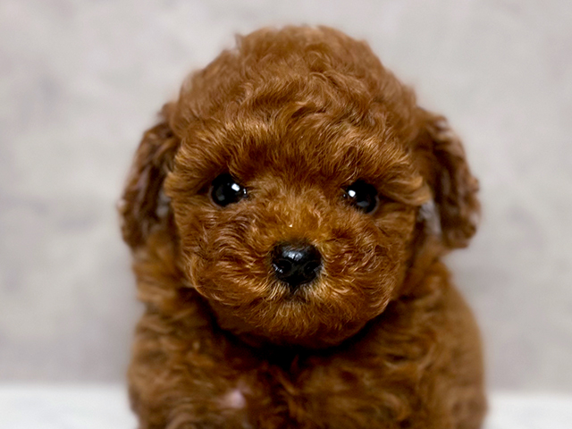 東京都のタイニープードル (ペッツファースト青山店/2025年6月23日生まれ/女の子/レッド)の子犬の3枚目の画像