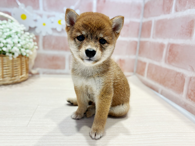 神奈川県の豆柴 (ペッツファースト横浜元町店/2025年6月23日生まれ/女の子/赤)の子犬の1枚目の画像